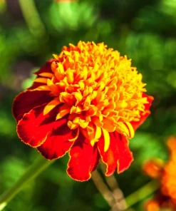 Dwarf Double Marigold Orange Flame Seeds - 250 French Red Flower Seeds - Image 8
