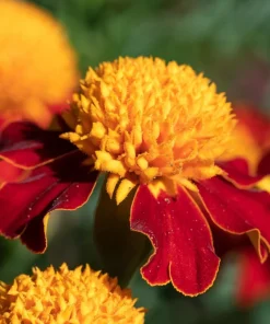 Dwarf Double Marigold Orange Flame Seeds - 250 French Red Flower Seeds - Image 9