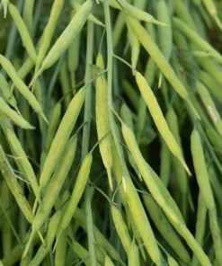 Dwarf Essex Rape Kale Seeds - 1000 Count Rapeseed Brassica Napus Vegetable - Image 10