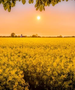 Dwarf Essex Rape Kale Seeds - 1000 Count Rapeseed Brassica Napus Vegetable - Image 2