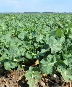 Dwarf Essex Rape Kale Seeds - 1000 Count Rapeseed Brassica Napus Vegetable - Image 4