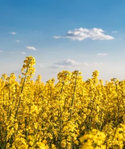 Dwarf Essex Rape Kale Seeds - 1000 Count Rapeseed Brassica Napus Vegetable - Image 5