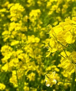 Dwarf Essex Rape Kale Seeds - 1000 Count Rapeseed Brassica Napus Vegetable - Image 6