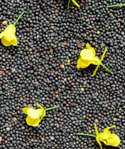Dwarf Essex Rape Kale Seeds - 1000 Count Rapeseed Brassica Napus Vegetable - Image 7