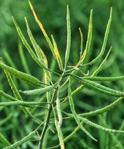 Dwarf Essex Rape Kale Seeds - 1000 Count Rapeseed Brassica Napus Vegetable - Image 9