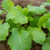 Dwarf Essex Rape Kale Seeds - 1000 Count Rapeseed Brassica Napus Vegetable - Image 1