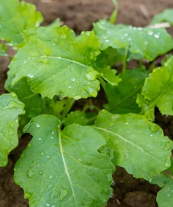 Dwarf Essex Rape Kale Seeds - 1000 Count Rapeseed Brassica Napus Vegetable - Image 1