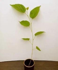 Dwarf Everbearing Mulberry Live Plant - Starter Tree for Edible Fruit - Image 2