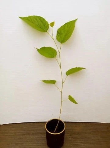 Dwarf Everbearing Mulberry Live Plant - Starter Tree for Edible Fruit - Image 2
