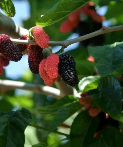 Dwarf Everbearing Mulberry Live Plant - Starter Tree for Edible Fruit - Image 3
