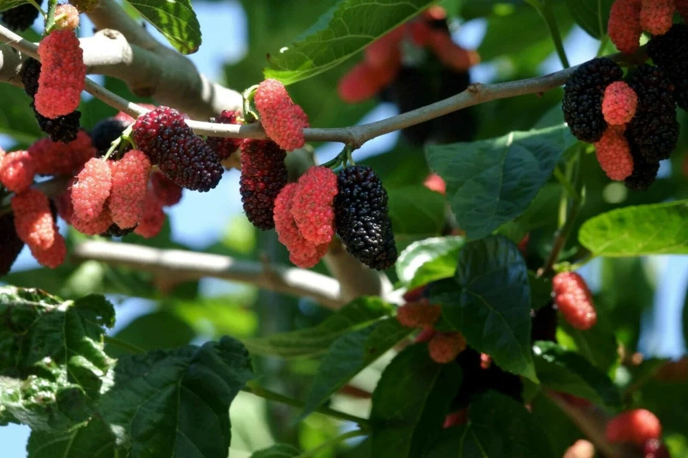 Dwarf Everbearing Mulberry Live Plant - Starter Tree for Edible Fruit - Image 3
