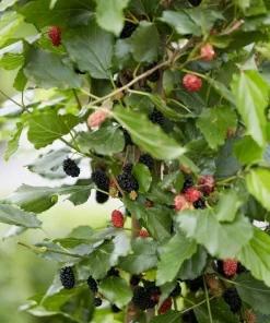 Dwarf Everbearing Mulberry Live Plant - Starter Tree for Edible Fruit - Image 4