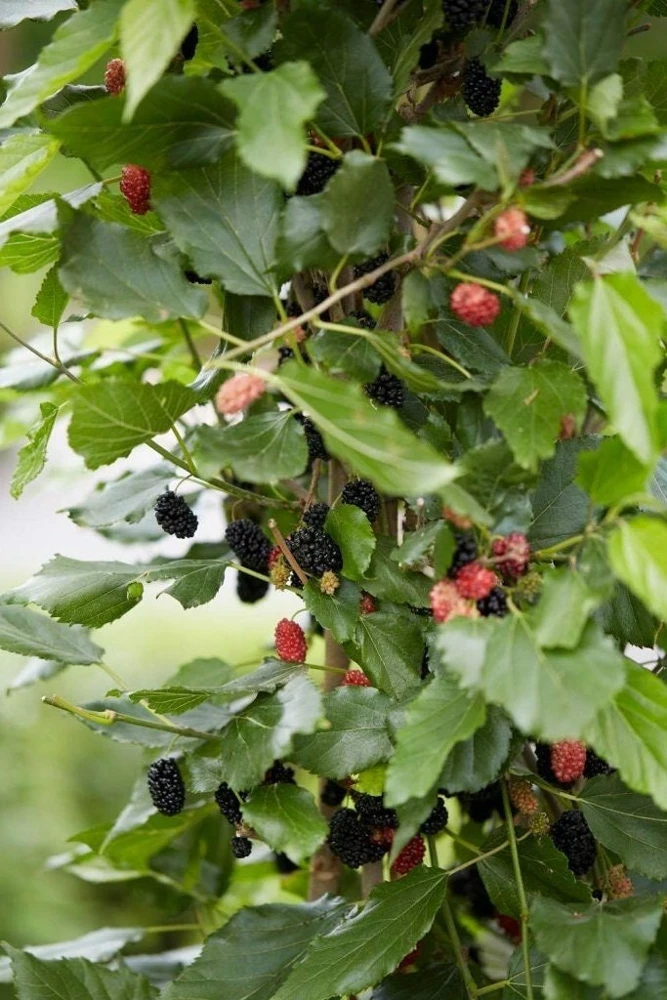 Dwarf Everbearing Mulberry Live Plant - Starter Tree for Edible Fruit - Image 4