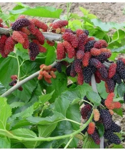 Dwarf Everbearing Mulberry Live Plant - Starter Tree for Edible Fruit - Image 5