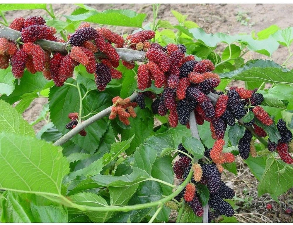 Dwarf Everbearing Mulberry Live Plant - Starter Tree for Edible Fruit - Image 5