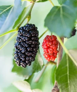 Dwarf Everbearing Mulberry Live Plant - Starter Tree for Edible Fruit - Image 1