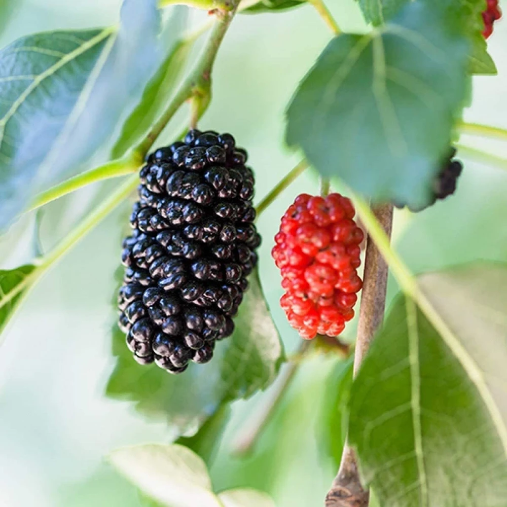 Dwarf Everbearing Mulberry Live Plant - Starter Tree for Edible Fruit - Image 1