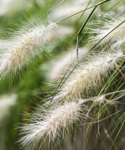 Dwarf Fountain Grass Seeds - Pennisetum Alopecuroides - 25 White Plume Seeds - Image 1