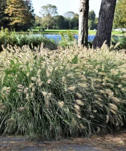 Dwarf Fountain Grass Seeds - Pennisetum Alopecuroides - 25 White Plume Seeds - Image 11