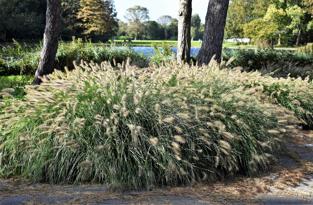 Dwarf Fountain Grass Seeds - Pennisetum Alopecuroides - 25 White Plume Seeds - Image 11