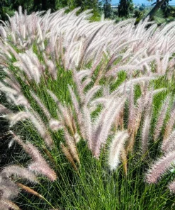 Dwarf Fountain Grass Seeds - Pennisetum Alopecuroides - 25 White Plume Seeds - Image 12