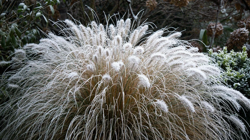 Dwarf Fountain Grass Seeds - Pennisetum Alopecuroides - 25 White Plume Seeds - Image 13