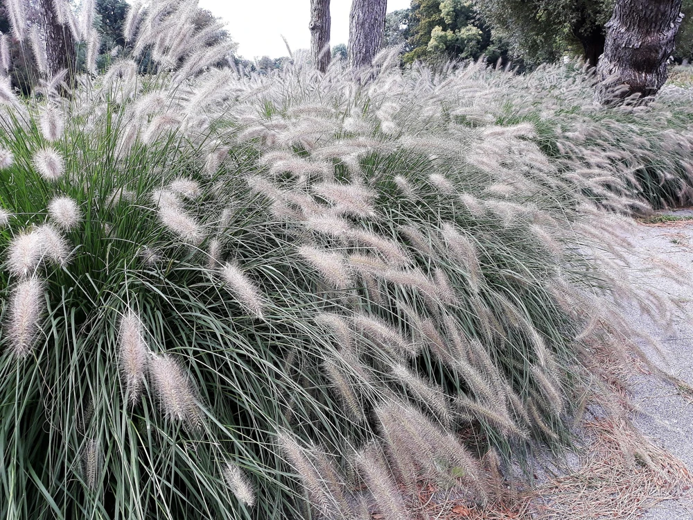 Dwarf Fountain Grass Seeds - Pennisetum Alopecuroides - 25 White Plume Seeds - Image 3