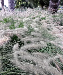 Dwarf Fountain Grass Seeds - Pennisetum Alopecuroides - 25 White Plume Seeds - Image 4