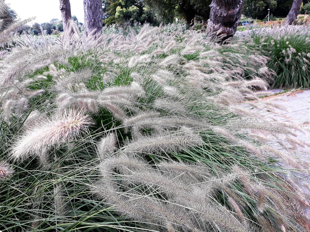 Dwarf Fountain Grass Seeds - Pennisetum Alopecuroides - 25 White Plume Seeds - Image 4