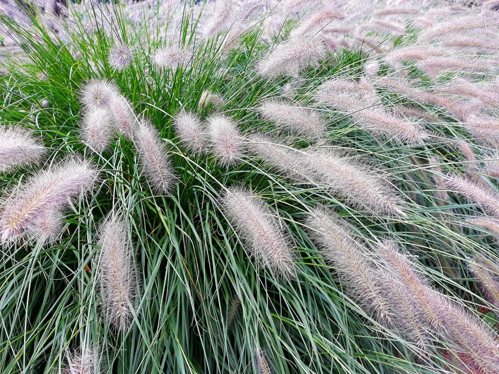 Dwarf Fountain Grass Seeds - Pennisetum Alopecuroides - 25 White Plume Seeds - Image 5