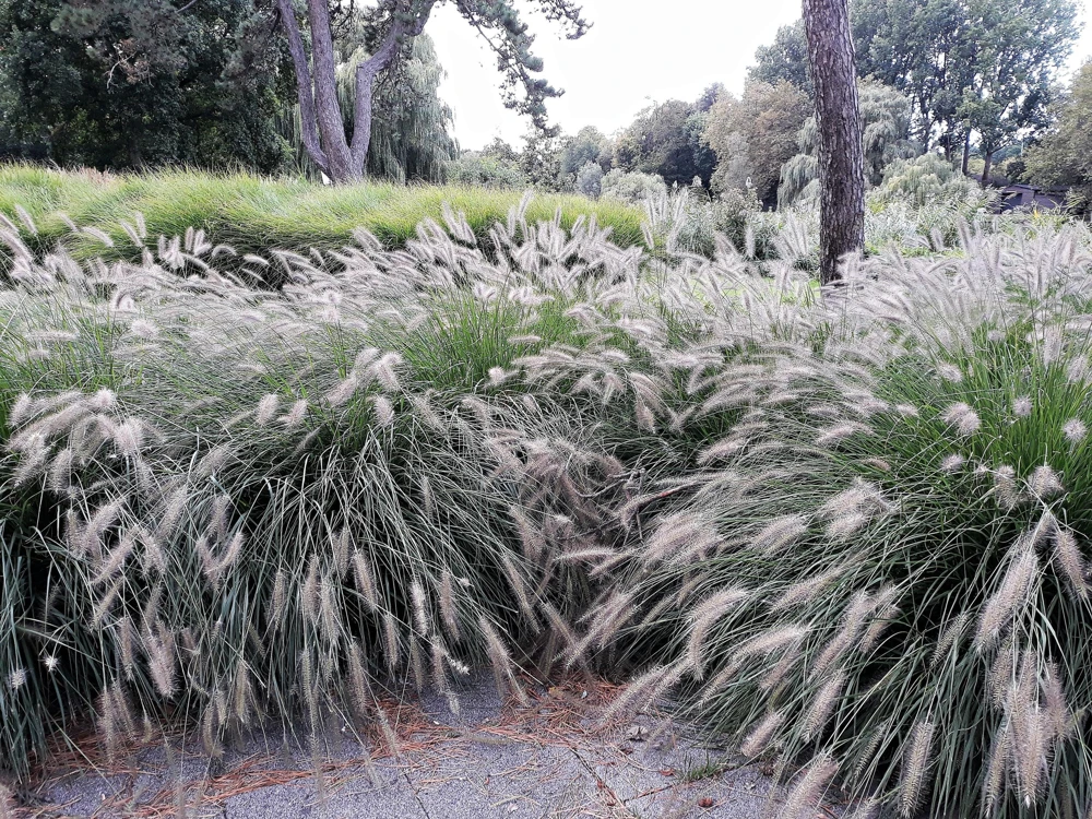 Dwarf Fountain Grass Seeds - Pennisetum Alopecuroides - 25 White Plume Seeds - Image 6