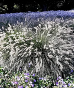 Dwarf Fountain Grass Seeds - Pennisetum Alopecuroides - 25 White Plume Seeds - Image 7