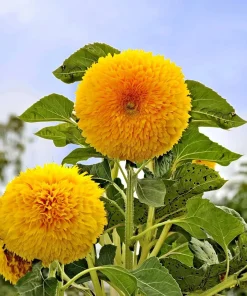 Dwarf Gold Sunflower Seeds - 30 Seeds, Compact Golden Blooms for Gardens & Containers - Image 2
