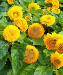 Dwarf Gold Sunflower Seeds - 30 Seeds, Compact Golden Blooms for Gardens & Containers - Image 3