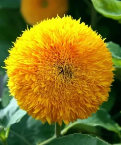 Dwarf Gold Sunflower Seeds - 30 Seeds, Compact Golden Blooms for Gardens & Containers - Image 4