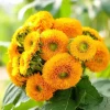 Dwarf Gold Sunflower Seeds - 30 Seeds, Compact Golden Blooms for Gardens & Containers - Image 1