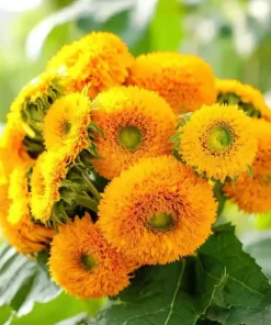 Dwarf Gold Sunflower Seeds - 30 Seeds, Compact Golden Blooms for Gardens & Containers - Image 1