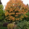 Dwarf Golden Rain Tree Seeds - Koelreuteria Paniculata Nana - Yellow Flowers - 10 Seeds - Image 1