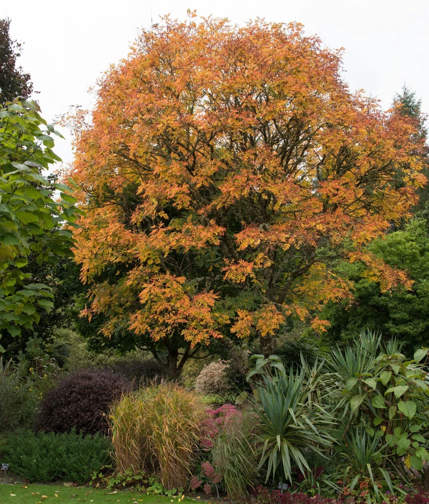 Dwarf Golden Rain Tree Seeds - Koelreuteria Paniculata Nana - Yellow Flowers - 10 Seeds - Image 1
