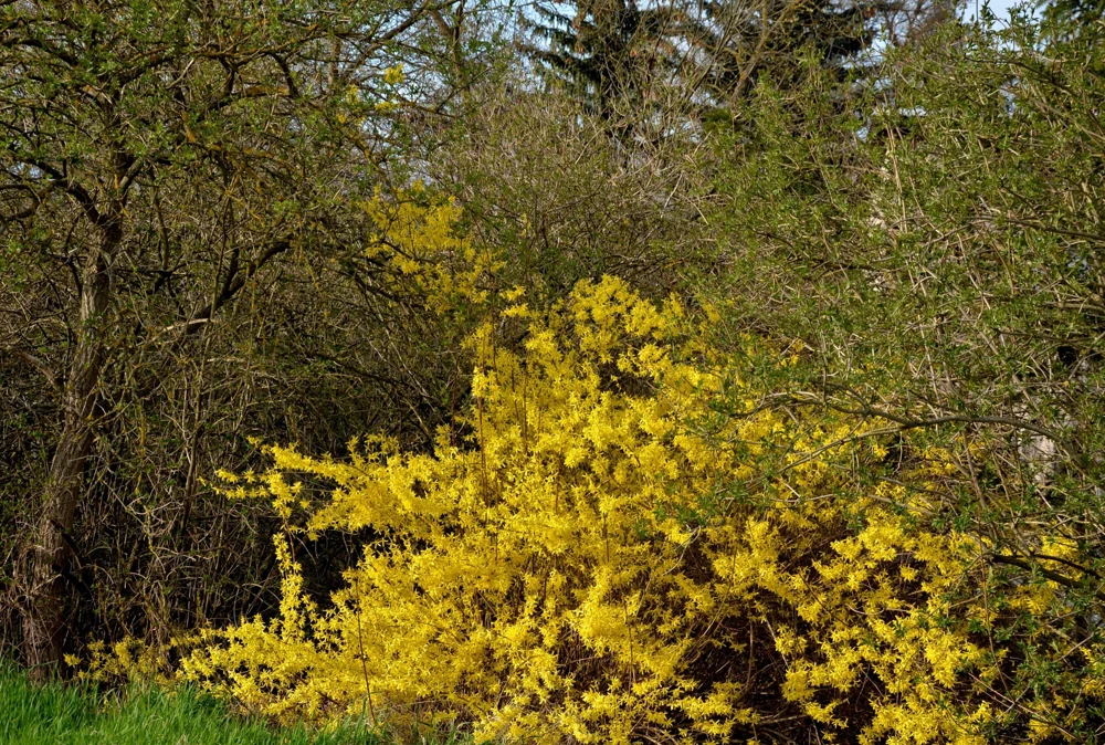 Dwarf Golden Rain Tree Seeds - Koelreuteria Paniculata Nana - Yellow Flowers - 10 Seeds - Image 10