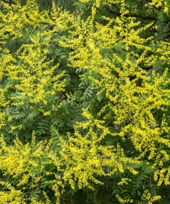 Dwarf Golden Rain Tree Seeds - Koelreuteria Paniculata Nana - Yellow Flowers - 10 Seeds - Image 2