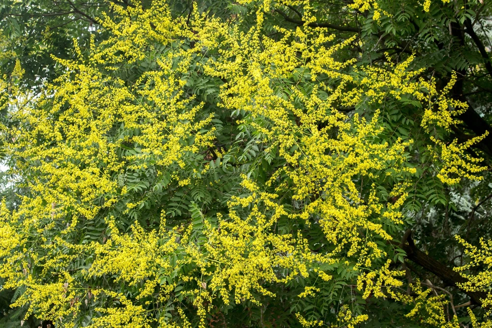 Dwarf Golden Rain Tree Seeds - Koelreuteria Paniculata Nana - Yellow Flowers - 10 Seeds - Image 2