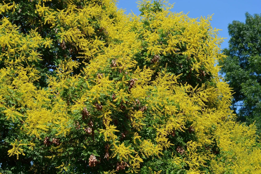 Dwarf Golden Rain Tree Seeds - Koelreuteria Paniculata Nana - Yellow Flowers - 10 Seeds - Image 3