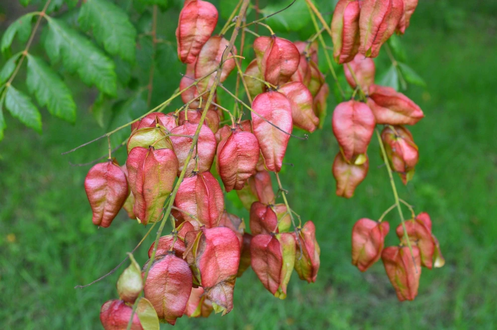 Dwarf Golden Rain Tree Seeds - Koelreuteria Paniculata Nana - Yellow Flowers - 10 Seeds - Image 4