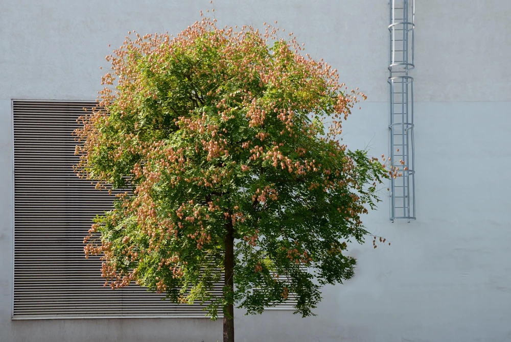 Dwarf Golden Rain Tree Seeds - Koelreuteria Paniculata Nana - Yellow Flowers - 10 Seeds - Image 6