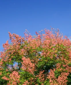 Dwarf Golden Rain Tree Seeds - Koelreuteria Paniculata Nana - Yellow Flowers - 10 Seeds - Image 7