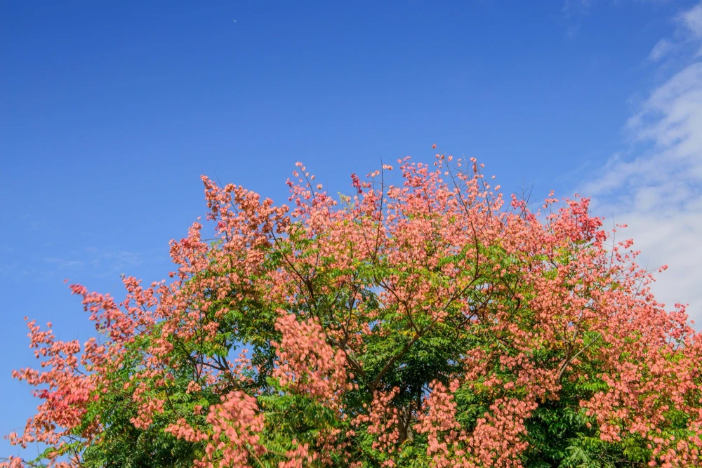 Dwarf Golden Rain Tree Seeds - Koelreuteria Paniculata Nana - Yellow Flowers - 10 Seeds - Image 7
