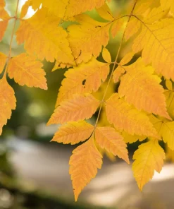 Dwarf Golden Rain Tree Seeds - Koelreuteria Paniculata Nana - Yellow Flowers - 10 Seeds - Image 8