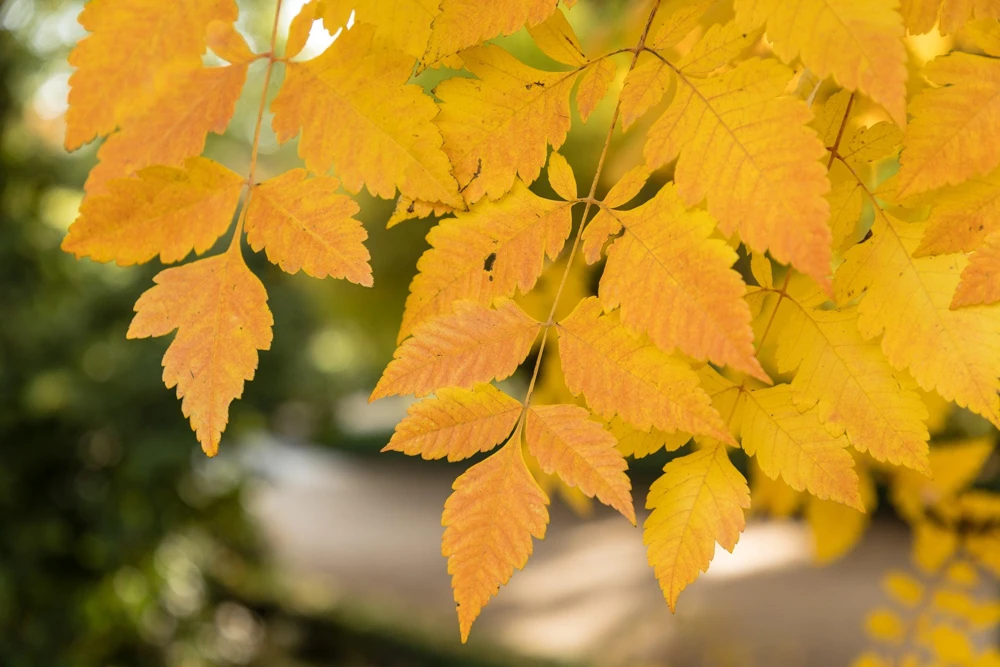 Dwarf Golden Rain Tree Seeds - Koelreuteria Paniculata Nana - Yellow Flowers - 10 Seeds - Image 8