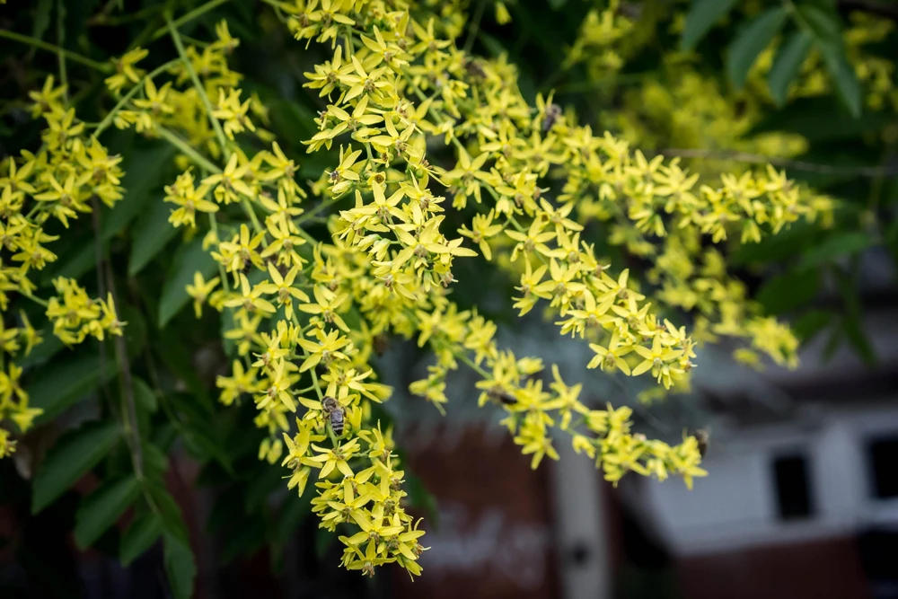 Dwarf Golden Rain Tree Seeds - Koelreuteria Paniculata Nana - Yellow Flowers - 10 Seeds - Image 9
